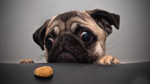 哈巴狗宠物图片