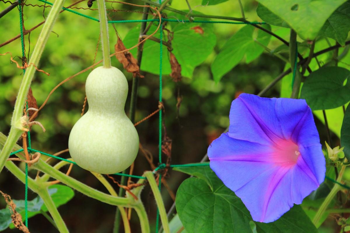 紫色唯美的牵牛花图片大全