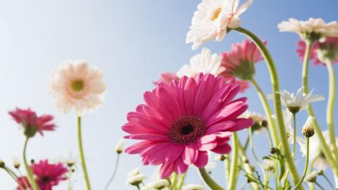 美丽花儿与蓝天风景图片