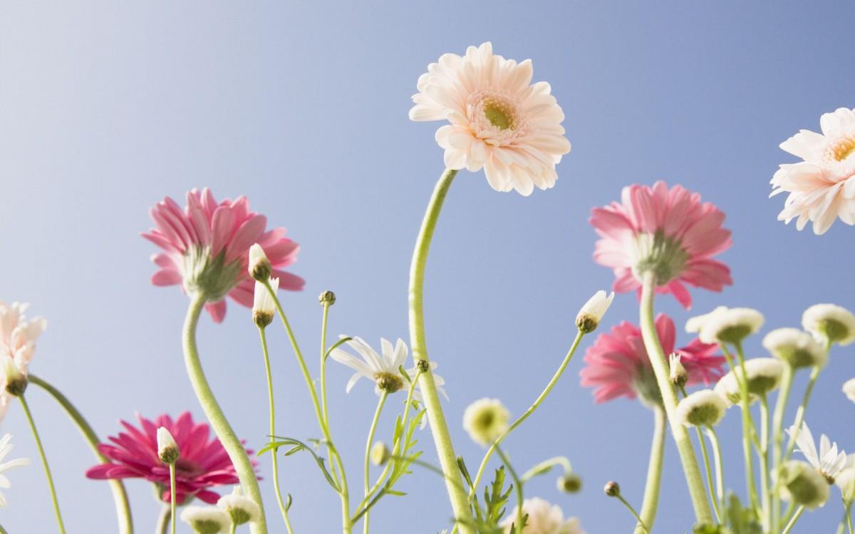 美丽花儿与蓝天风景图片