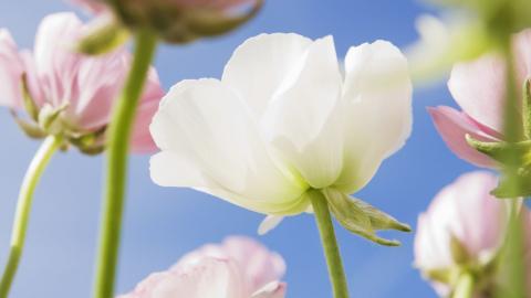 美丽花儿与蓝天风景图片