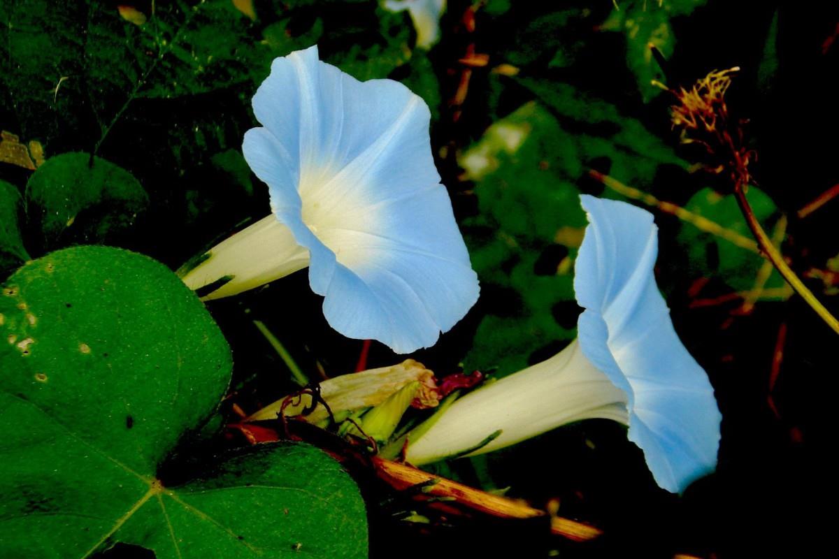 紫色唯美的牵牛花图片大全