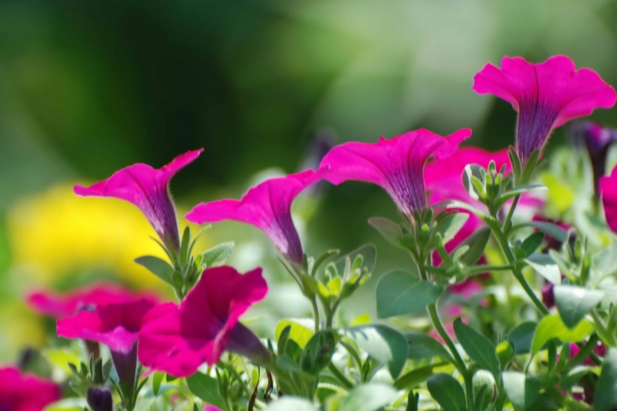 紫色唯美的牵牛花图片大全