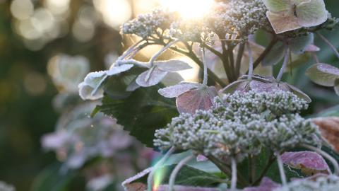 冰雪植物(冰晶幻梦)图片