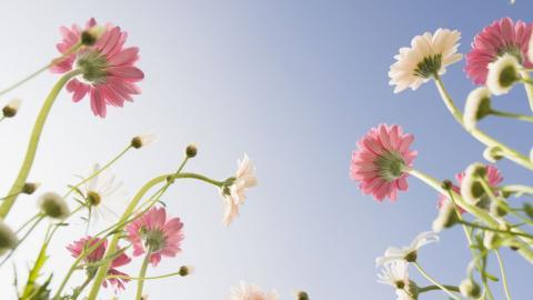 美丽花儿与蓝天风景图片