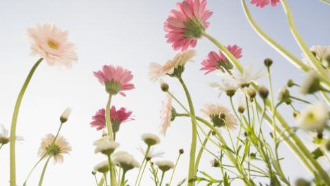 美丽花儿与蓝天风景图片