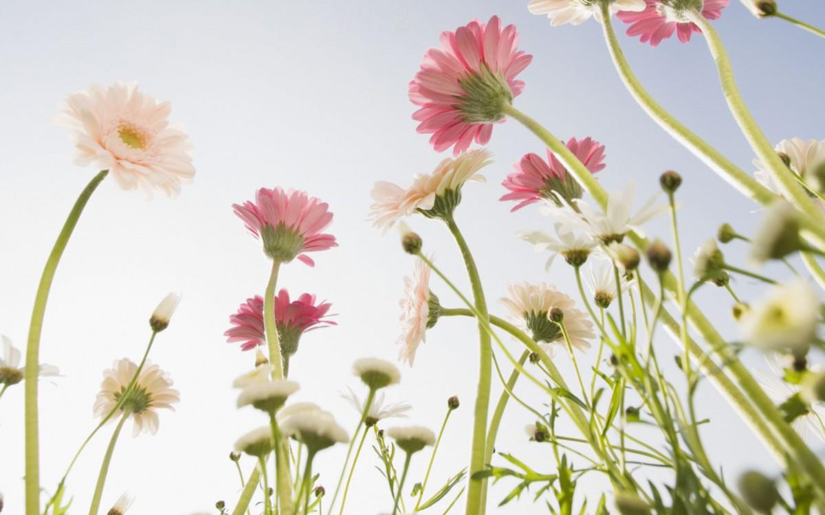 美丽花儿与蓝天风景图片