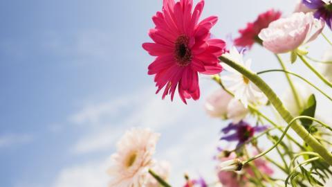 美丽花儿与蓝天风景图片