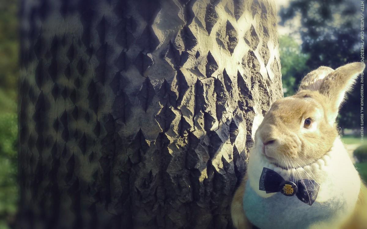 萌兔子“史大力”图片