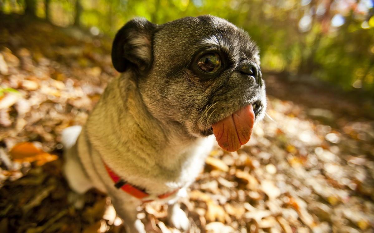 哈巴狗宠物图片