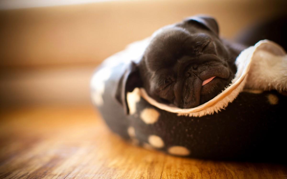 哈巴狗宠物图片