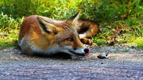 狡猾的狐狸图片大全