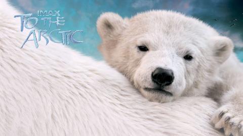 到北极去3D电影图片