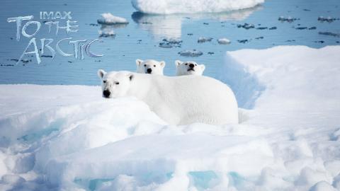到北极去3D电影图片