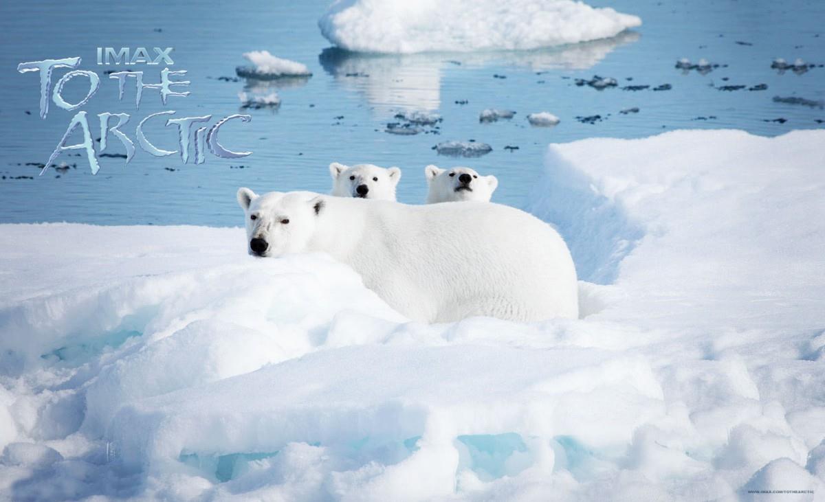 到北极去3D电影图片