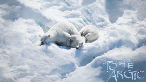 到北极去3D电影图片