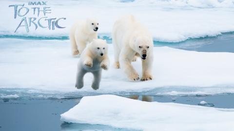 到北极去3D电影图片