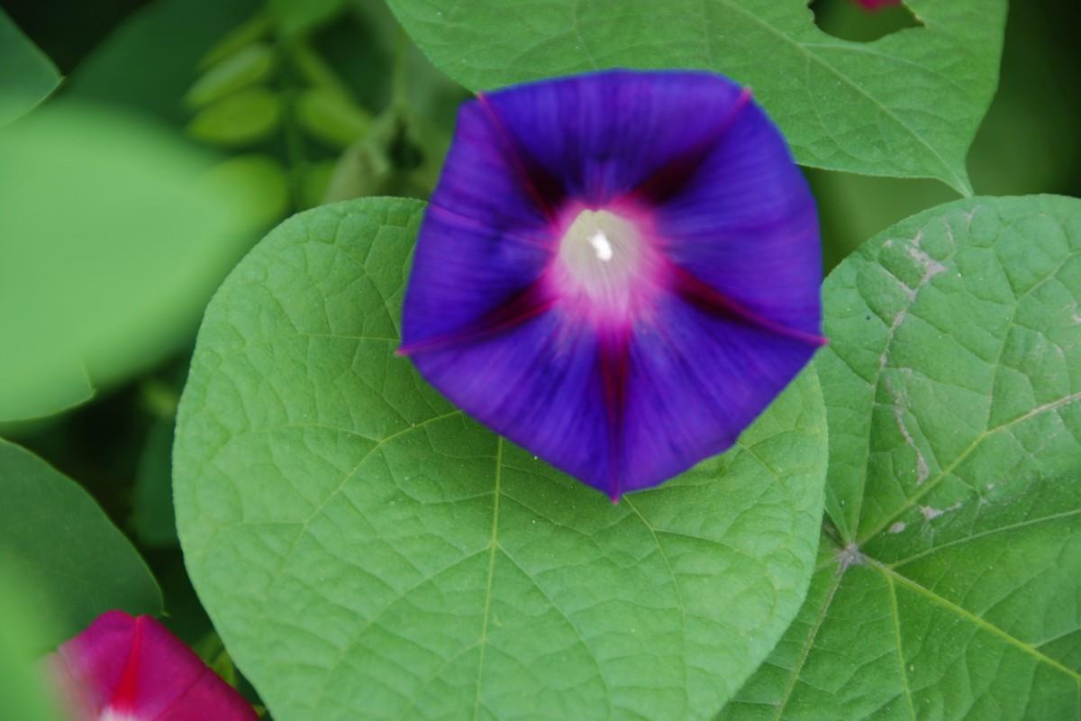 紫色唯美的牵牛花图片大全