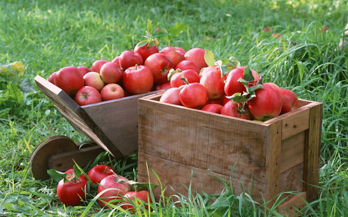 收获诱人苹果图片