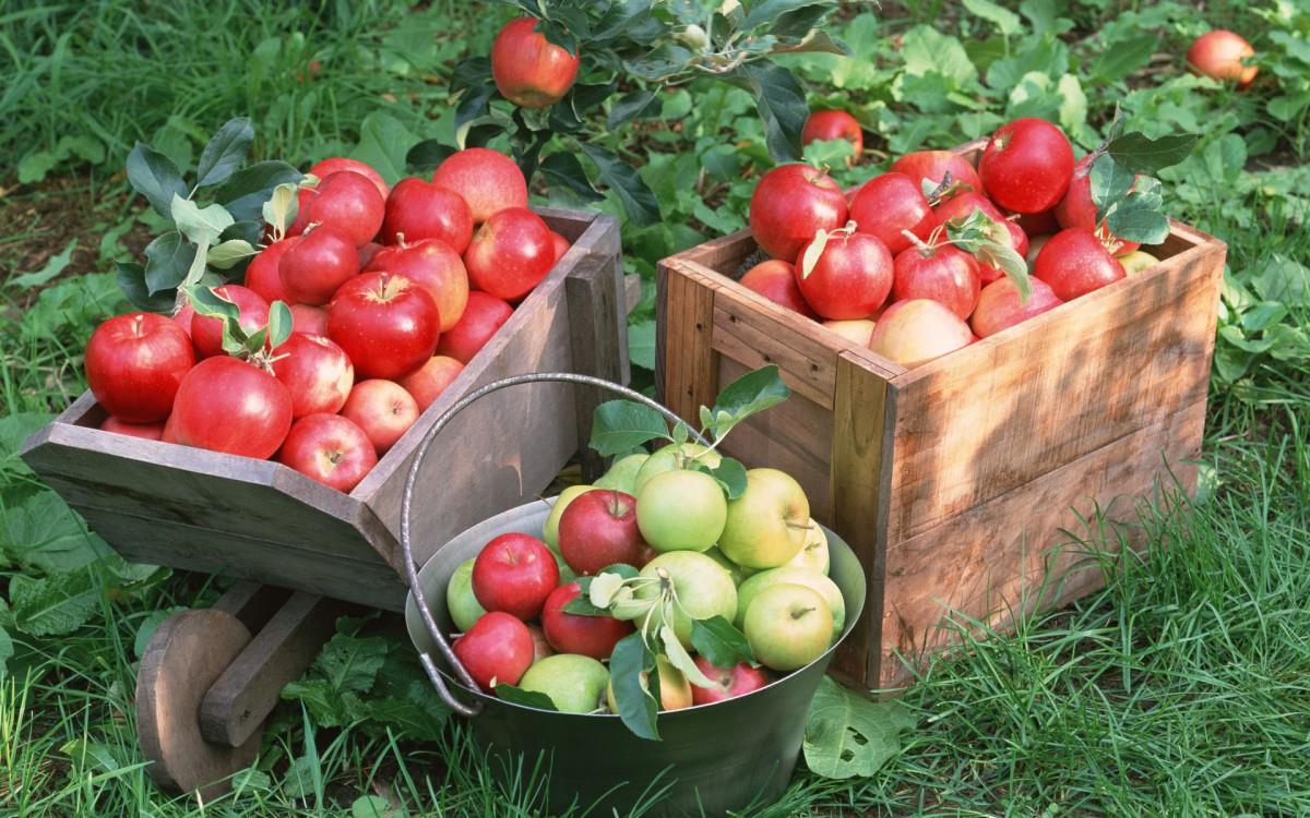 收获诱人苹果图片