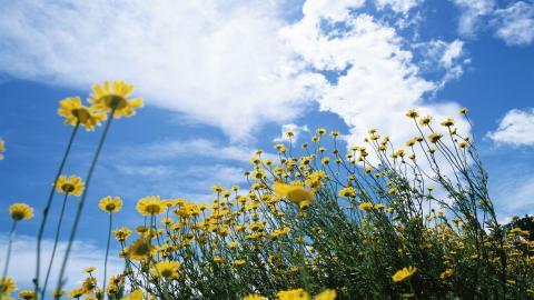 美丽花儿与蓝天风景图片