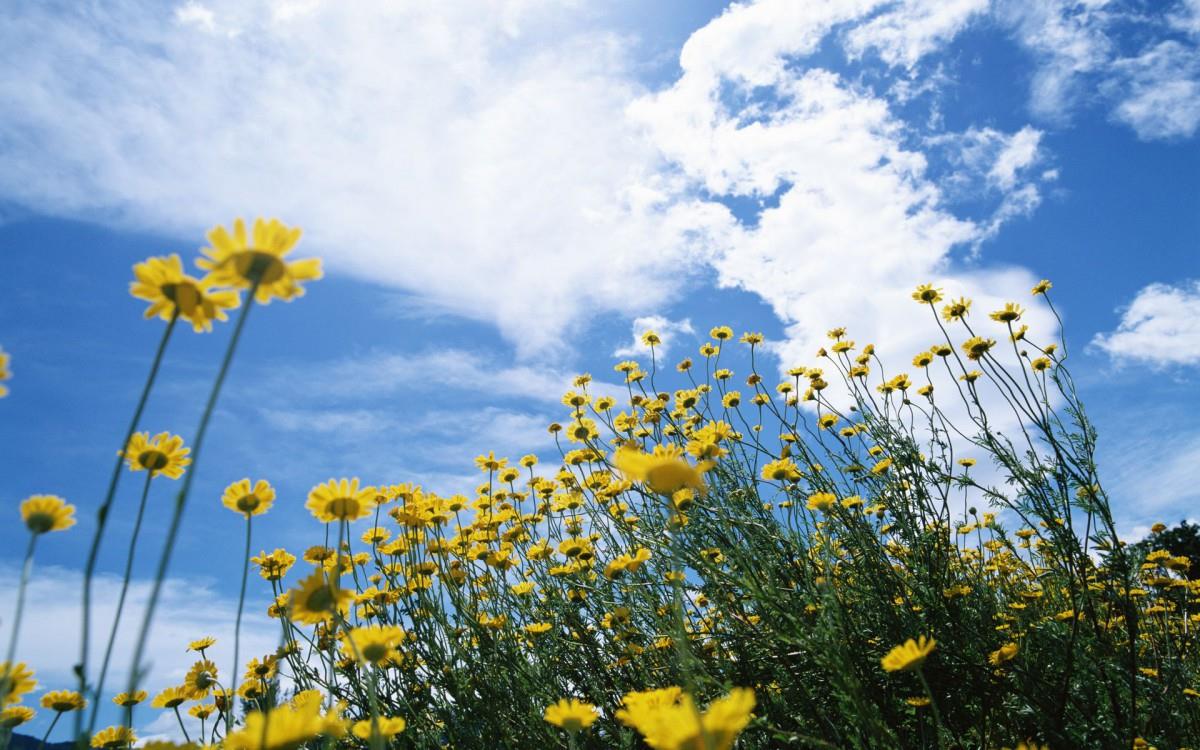 美丽花儿与蓝天风景图片