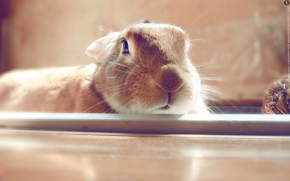 萌兔子“史大力”图片