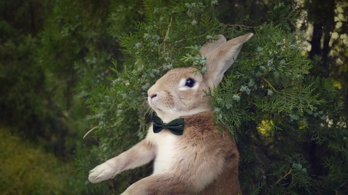 萌兔子“史大力”图片