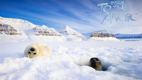 到北极去3D电影图片