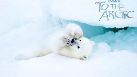 到北极去3D电影图片