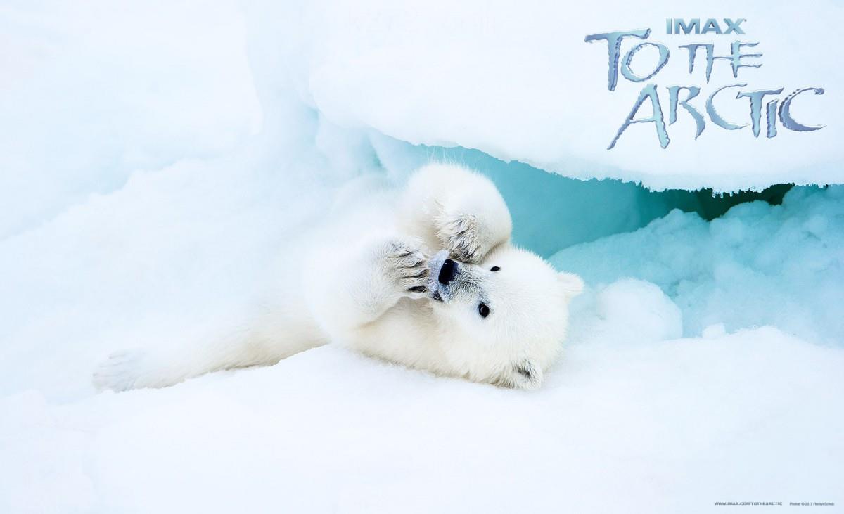 到北极去3D电影图片