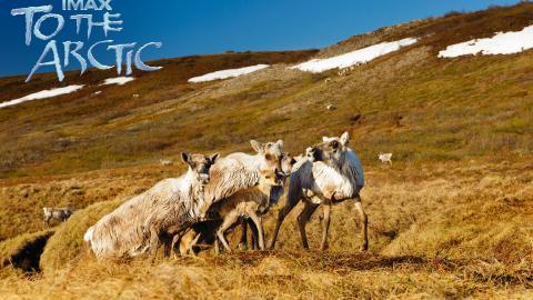 到北极去3D电影图片