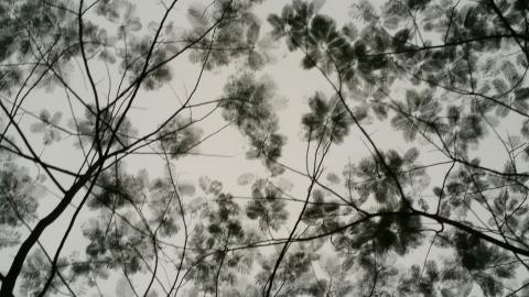 叶子水墨画图片