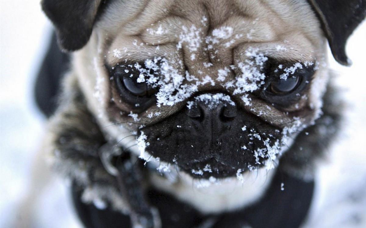 哈巴狗宠物图片