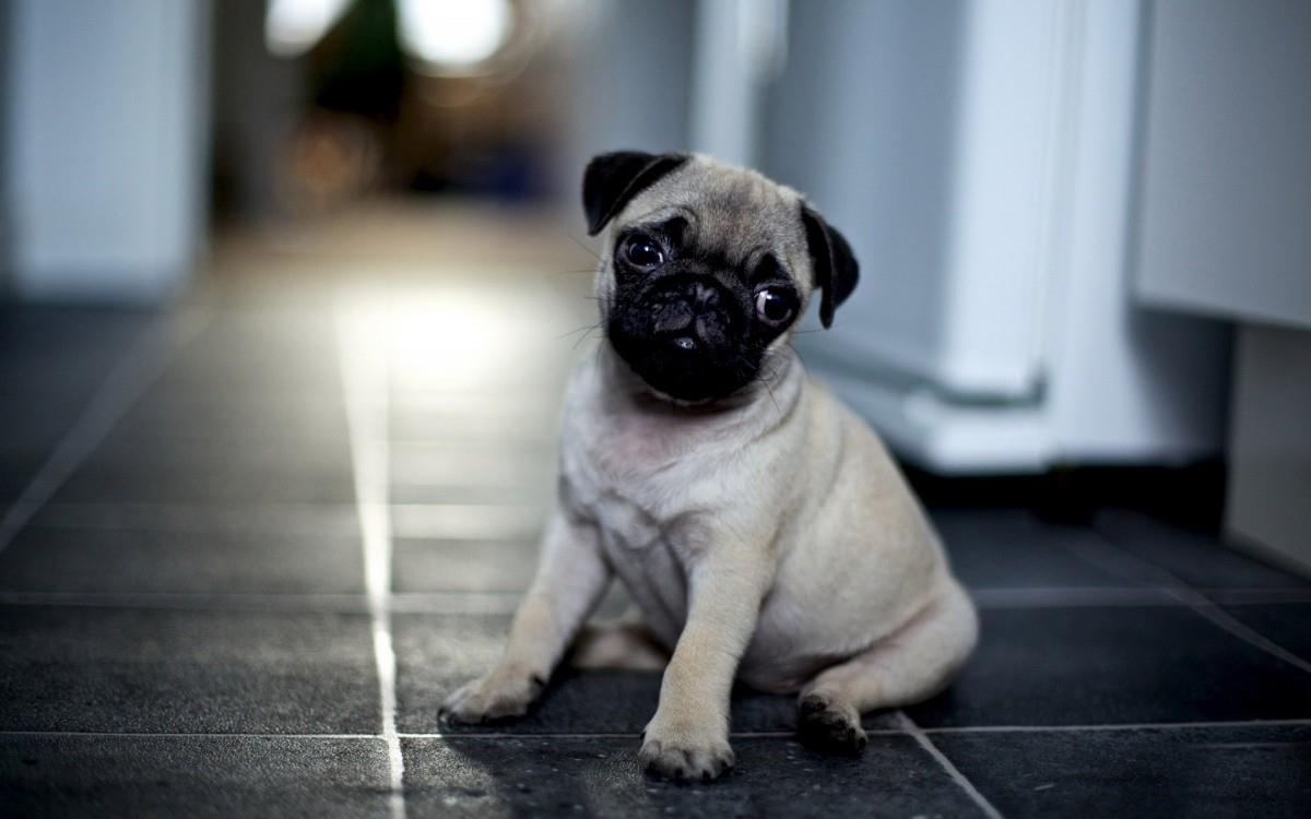 哈巴狗宠物图片