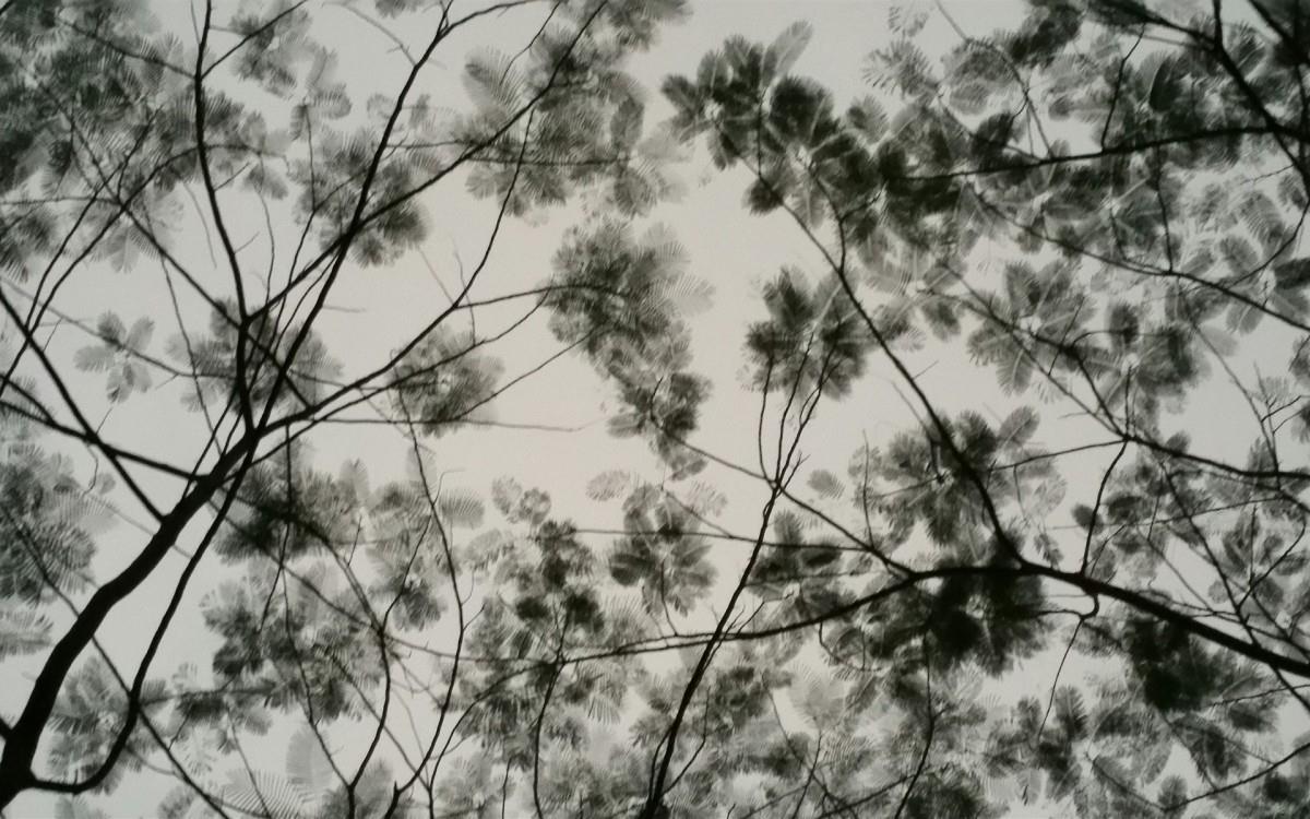 叶子水墨画图片