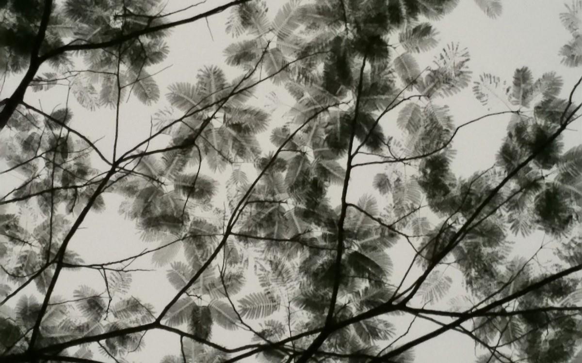 叶子水墨画图片