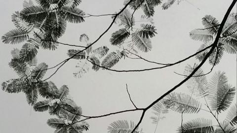 叶子水墨画图片