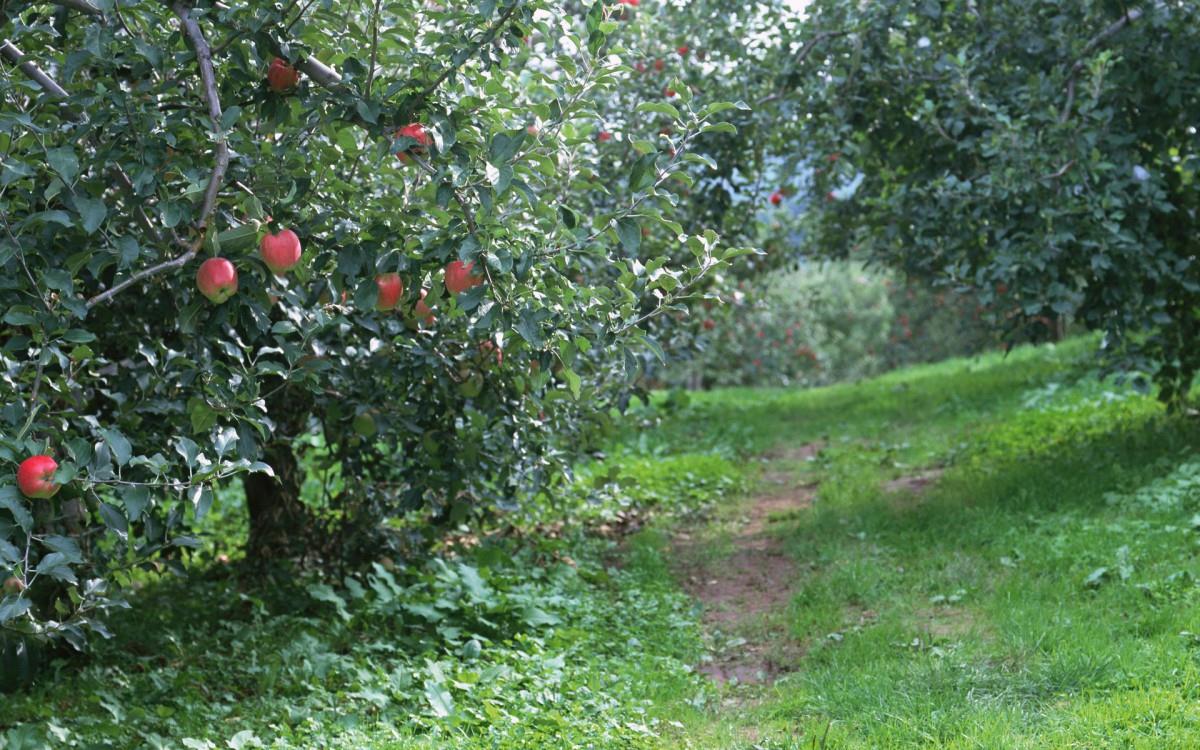 收获诱人苹果图片