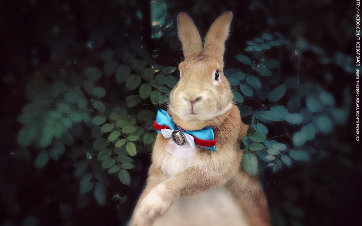 萌兔子“史大力”图片