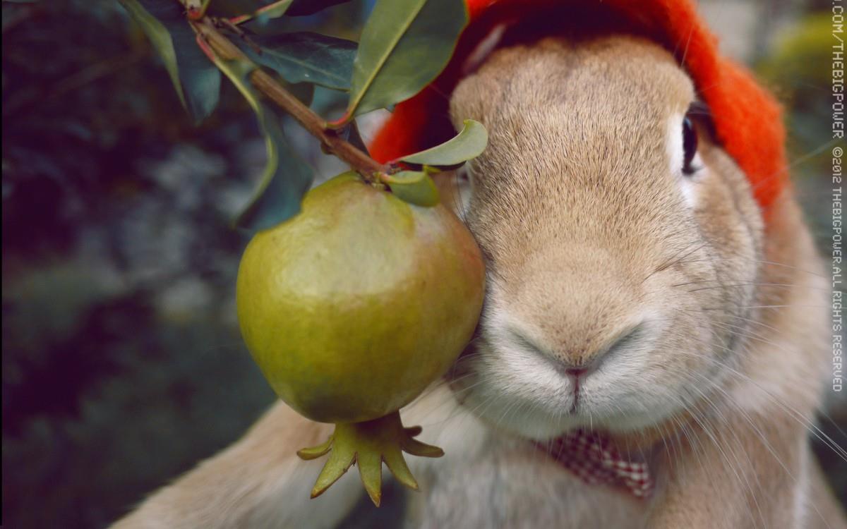 萌兔子“史大力”图片