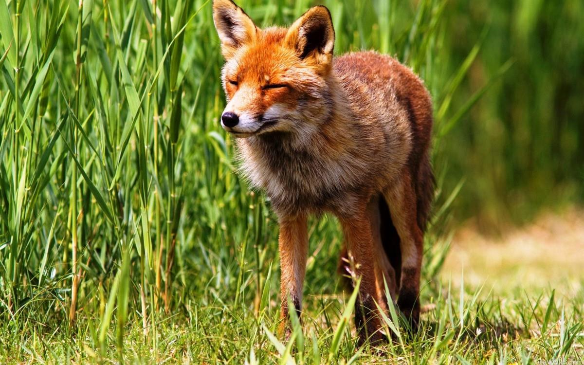 狡猾的狐狸图片大全