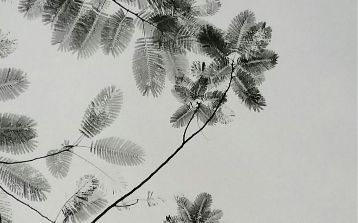 叶子水墨画图片