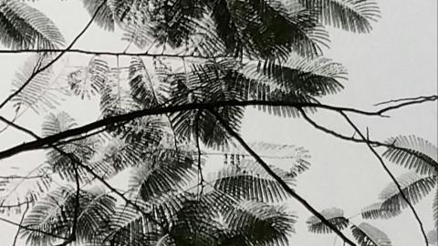 叶子水墨画图片