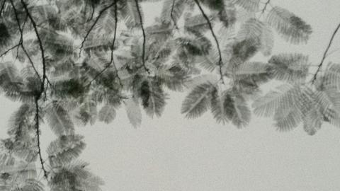 叶子水墨画图片