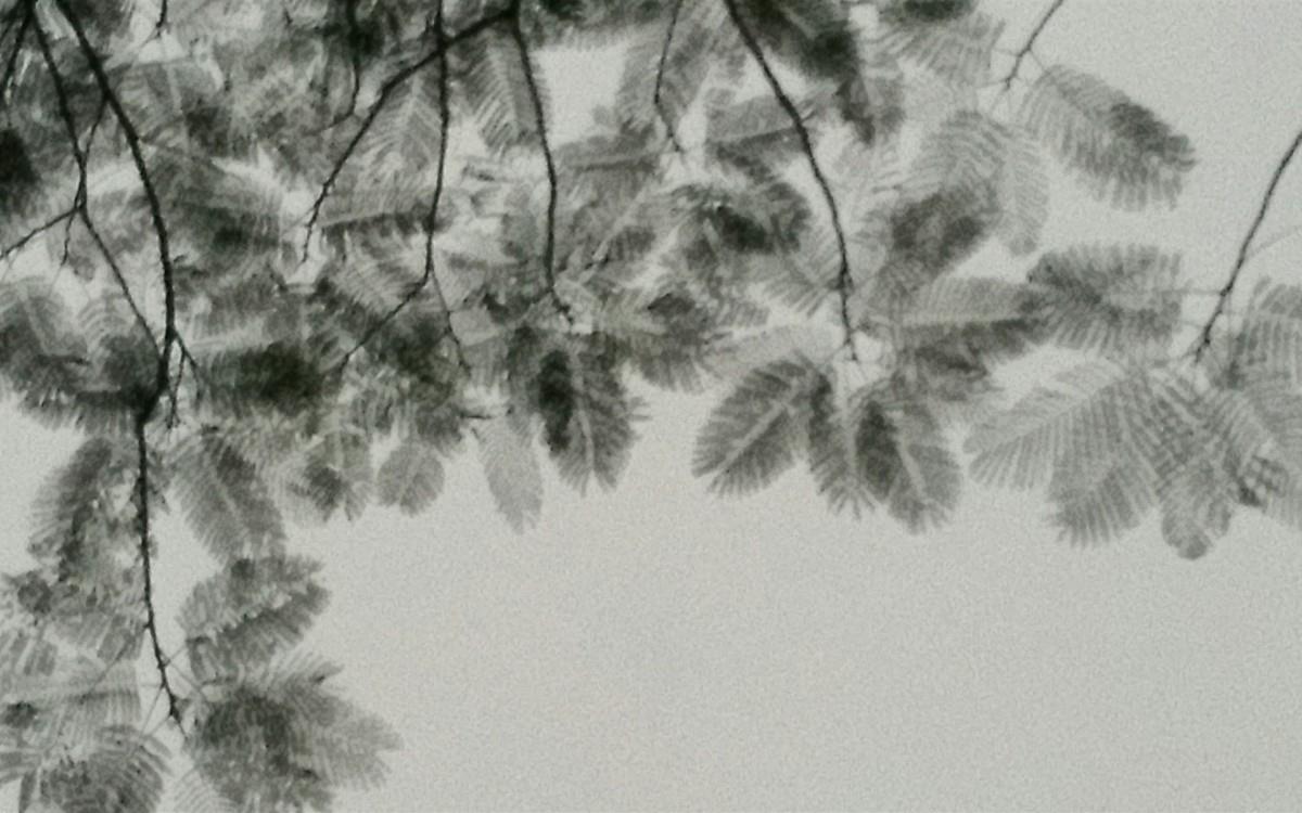 叶子水墨画图片