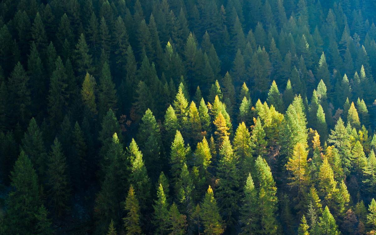 Win7主题森林风光宽屏图片