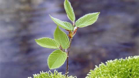 树苗(微软Win7宽屏图片)