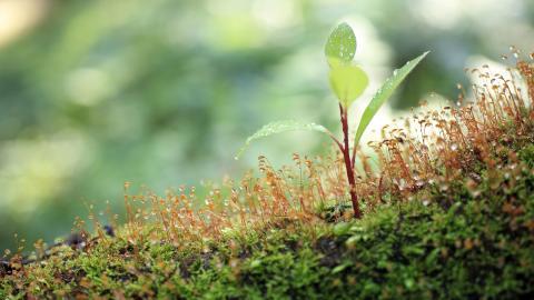 树苗(微软Win7宽屏图片)