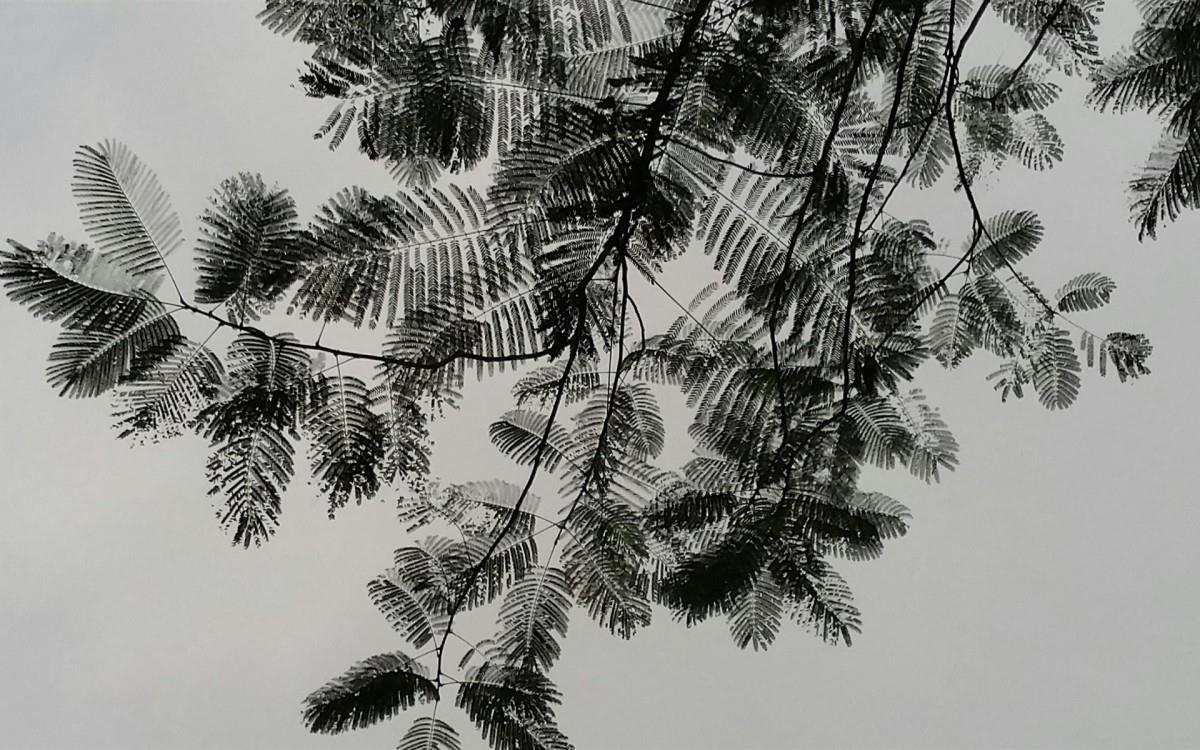 叶子水墨画图片